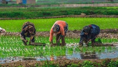 ضرورت مدیریت آفت برگ ساقه خوار برنج در شالیزارهای مازندران