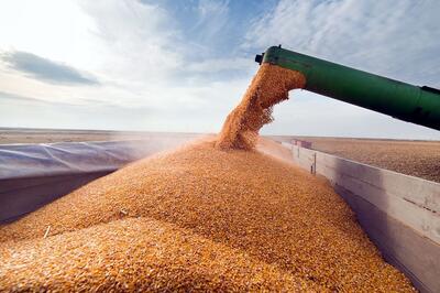 پارسال ۱۱۸ هزار تن گندم در مازندران خریداری شد