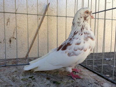 یک زن ایرانی به راز پشتک زدن کبوترها پی برد!