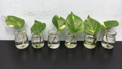 ۲ راه برای پرورش گیاه پتوس از تک برگ / چگونه گیاه پتوس را به راحتی در آب رشد دهیم!