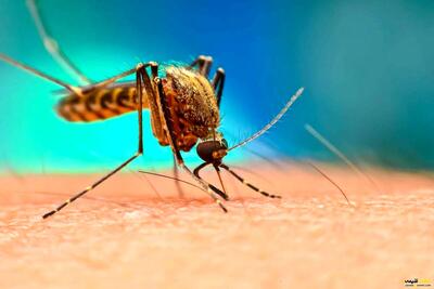 پشه مالاریا اهواز را غافلگیر کرد/ شیوع بیماری خطرناک در این نقاط کشور