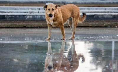 فراموشی دستورالعمل مقابله با سگ‌های ولگرد | اقتصاد24