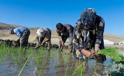 پیش‌بینی‌ها از وضعیت بازار برنج در سال جاری