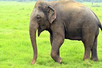 ببینید/ ویدیویی از لحظه حمله هولناک یک فیل در هندوستان