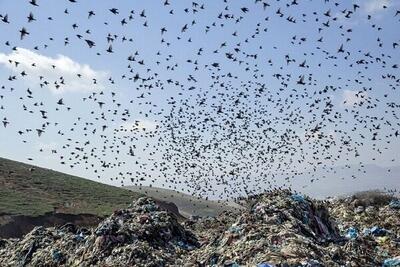 مدیرعامل پسماند: روزانه ورودی زباله به آرادکوه نزدیک به ۶ هزار تن زباله غیرارزشمند است / گاز متان وجود دارد و نمی‌توان آن را انکار کرد