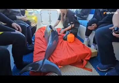 ببینید/ یک دلفین در نزدیکی ساحل اوپاتوریای روسیه، پس از درمان به داخل دریا رها شد