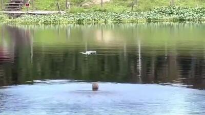 (ویدئو) پرش یک تمساح برای شکار پهپاد!