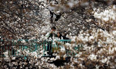 (ویدئو) فصل شکوفه‌های جادویی در ژاپن