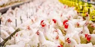 در چهار روز پایانی سال گذشته  در استان حدود ۲۵۰۰ تن کشتار مرغ داشتیم