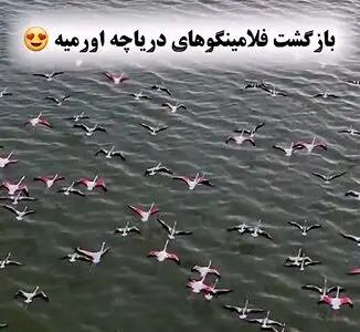 ویدئویی از دریاچه ارومیه که همه را احساسی کرد + فیلم