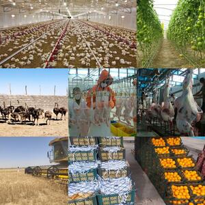 پرداخت بیش از یک هزار میلیارد ریال وام توسط صندوق حمایت از توسعه بخش کشاورزی سیستان وبلوچستان
