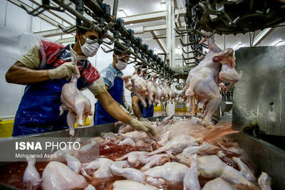 رشد ۳۲ درصدی تولید گوشت مرغ در یزد/۵۰ درصد تولید استان مازاد است