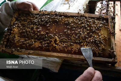 هشدار به زنبورداران برای شروع سمپاشی مزارع گندم در آذربایجان شرقی 