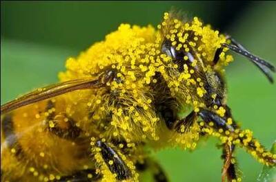 کشف داروهای قاچاق زنبور عسل در خوی