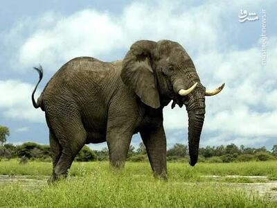 فیلم/ حمله هولناک فیل خشمگین در هند