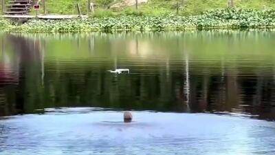 پرش تماشایی یک تمساح برای شکار پهپاد!+ فیلم