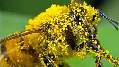 کشف داروهای قاچاق زنبور عسل در خوی