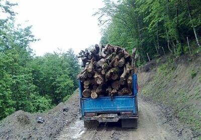 کشف 36 تن چوب جنگلی قاچاق در ساری - تسنیم