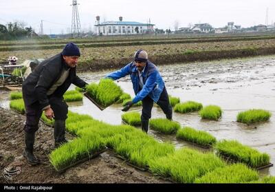 اولین نشاء مکانیزه برنج شمال در گیلان- عکس خبری تسنیم | Tasnim