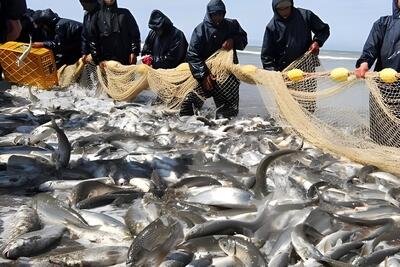 قیمت میگو منجمد از مرز کیلویی نیم میلیون گذشت/ لیست قیمت انواع ماهی در بازار