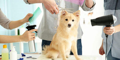 بهترین مرکز آرایش حیوانات خانگی در کرج | آرایشگاه سگ و گربه