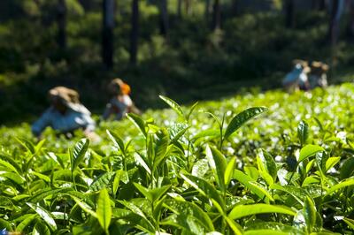 اعلام نرخ خرید تضمینی برگ سبز چای در سال جدید