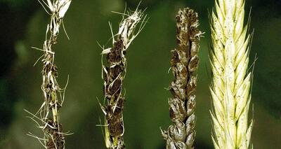 میانگین خسارت بیماری‌ها در مزارع گندم کشور ۲۰ درصد است