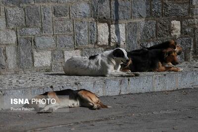 طرح ضربتی جمع‌آوری سگ‌های بلا صاحب در شهر پرند آغاز شد