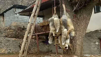 مجازات شکارچی چهار قلاده روباه در چالوس مشخص شد
