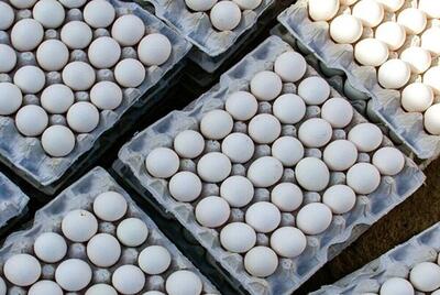 قیمت هر شانه تخم مرغ ۲۰ عددی ۱۲۳ هزار تومان | خبرگزاری بین المللی شفقنا