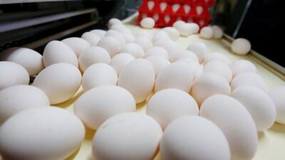 ۱۰۰ تن تخم مرغ برای نخستین بار به روسیه صادر می‌شود