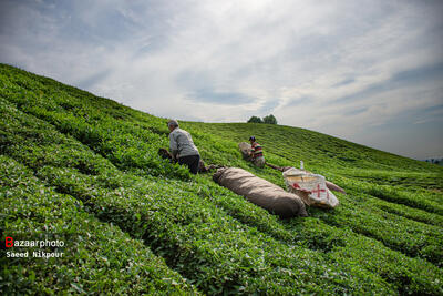 نرخ جدید خرید تضمینی برگ سبز چای اعلام شد