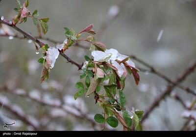 بارش برف بهاری اهالی سرعین را غافلگیر کرد- فیلم دفاتر استانی تسنیم | Tasnim