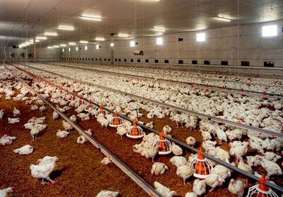 بازگشت 10 واحد پرورش مرغ راکد به چرخه تولید - تسنیم