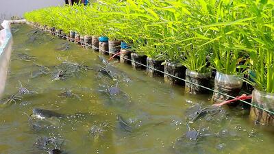استفاده از ۱۵۰۰ بطری پلاستیکی برای پرورش ماهی تازه!