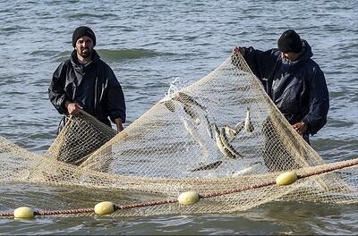 بازار گرم صادرات ماهیان گرم آبی در کشور