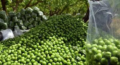 قیمت نجومی نوبرانه‌ها؛ گوجه سبز کیلویی ۳ میلیون تومان!