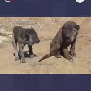 (ویدئو) آیا این حیوان عجیب الخلقه در عراق، شیر منقرض شده آشوری است؟
