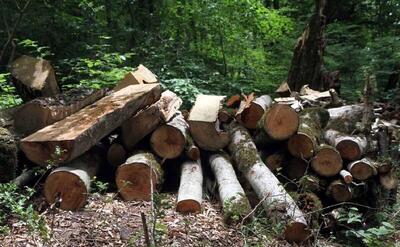 (ویدیو) فاجعه قطع درختان ۷۰ ساله در جنگل بهشهر؛ مسئول چه کسی است؟