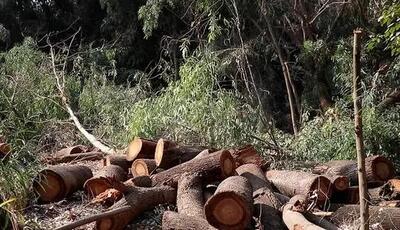 توضیح منابع طبیعی مازندران درباره قطع ۷۰ درخت در جنگل‌های بهشهر
