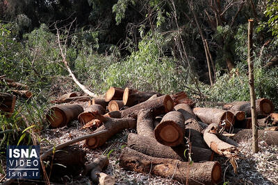 توضیح مدیرکل منابع طبیعی مازندران در پی قطع درختان شهرستان بهشهر توسط قاچاقچیان