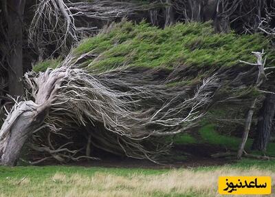 این درخت عجیب الخلقه دقیقا شبیه یک انسان مو و پا دارد+ویدیو