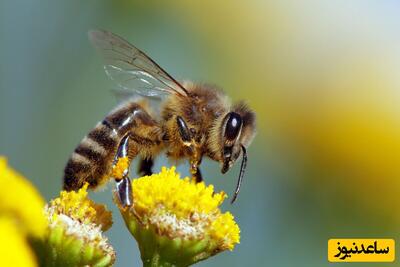 ویدیویی با بازدید میلیونی؛ زنبور بی سر، سرش را در دستش گرفت و پرواز کرد!