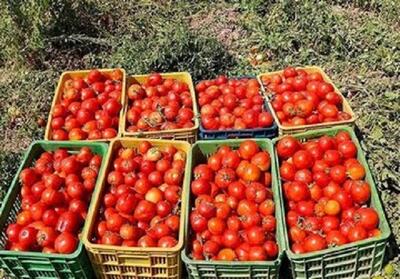علت جمع آوری گوجه‌فرنگی از سطح بازار چه بود؟ - اندیشه معاصر