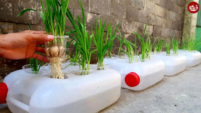 یک ایده جالب برای کاشت سیر در ظروف پلاستیکی