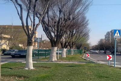 بالدینگ درختان تهران برای کنترل آفت