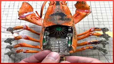 حشرات رباتیک / مردی حیوانات مرده را به ربات تبدیل می کند!