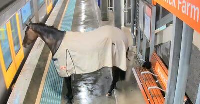 (ویدئو) اسب فراری در ایستگاه قطار مسافران را شوکه کرد
