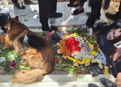 (ویدیو) تصاویری از بی‌تابی سگِ رضا داوودنژاد بر سر مزار او