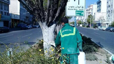 شهرداری تهران: شهروندان از لمس درختان با تنه‌ سفید خودداری کنند / علت چیست؟